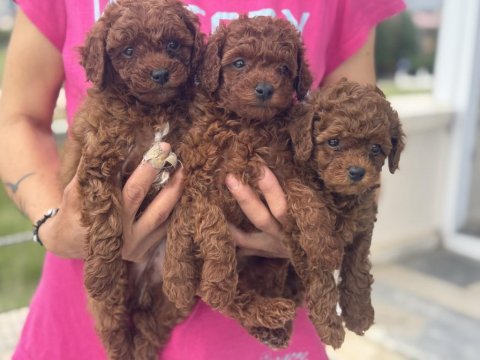 Ankaranın en elit toy poodle yavruları garantili