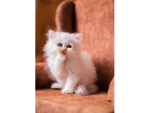 British longhair şecereli