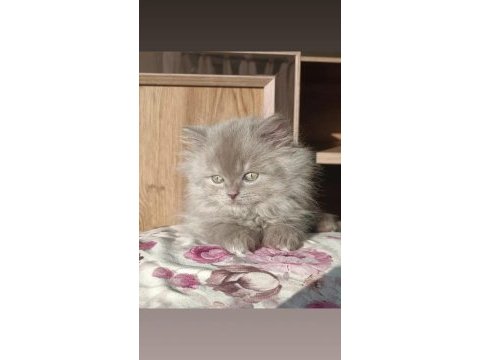 Kucak bağımlısı üst kalite british longhair erkek