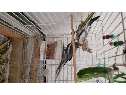 2,5 aylık sultan papağanı