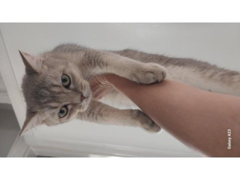 7 aylık 2 erkek british shorthair