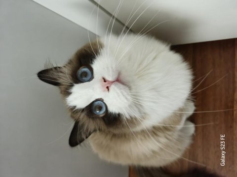 Ragdoll sealbicolor oğlumuzu sahiplendiriyoruz
