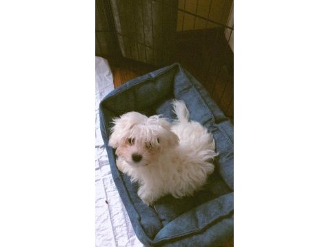 Terrier maltese
