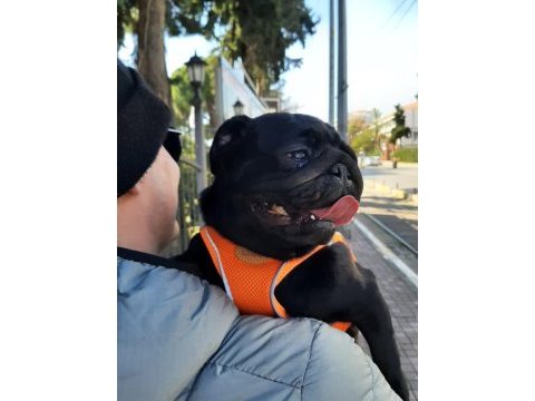 Neşe kaynağımız çocuğumuz pug