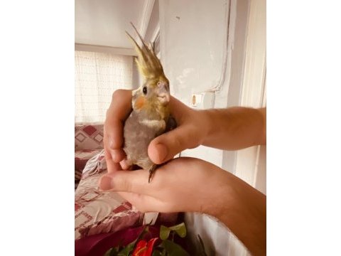 Sahibinden sultan papağanı