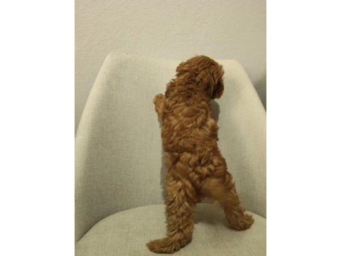 Üst kalite maltipoo yavrum uygun verilecek