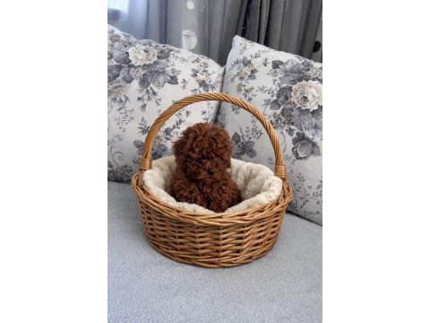 En sevimli toy poodle bebekler