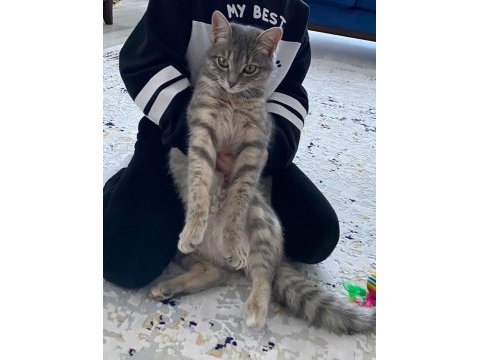 Ücretsiz sahiplendirilecek 9 aylık kısır luna kedimiz