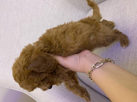 Toy poodle erkek yavru