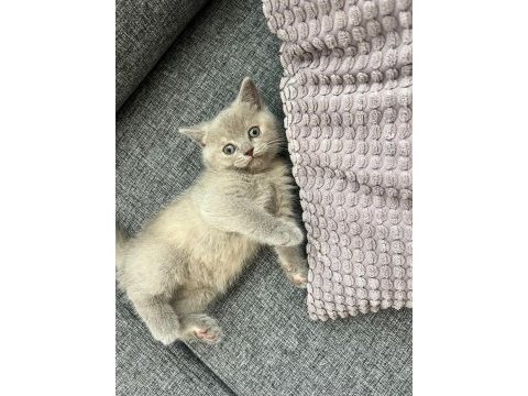 British shorthair dişi kedi yavrusu yuva arıyorum