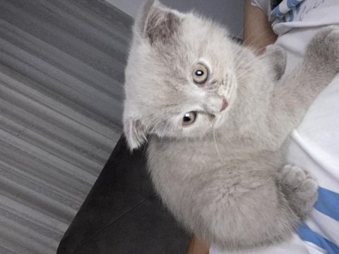 Özel renk british longhair