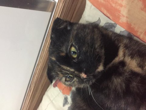 Kediler ömürlük bakılacak sıcak yuvasını arıyor