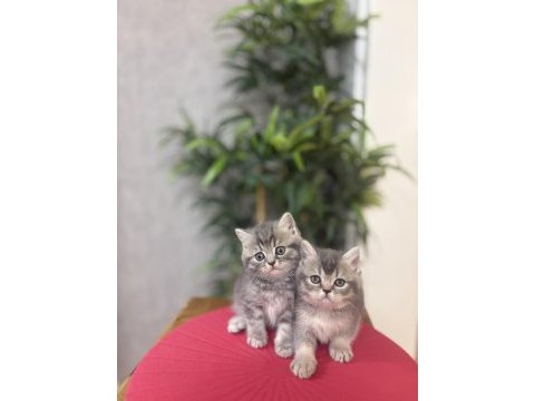 Ev ortamında büyüyen brıtısh shorthair yavrularım 