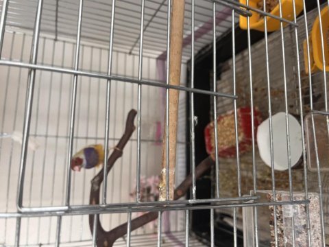 Erkek mutasyon goldian finch
