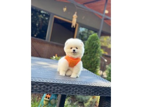 Sağlık ve ırk garantili pomeranian