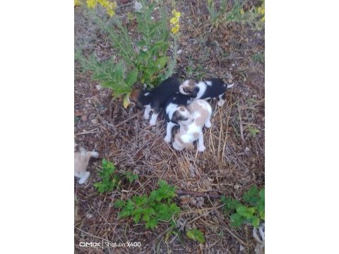 Sevimli safkan beagle yavrular
