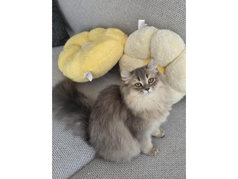 British longhair kedilerim
