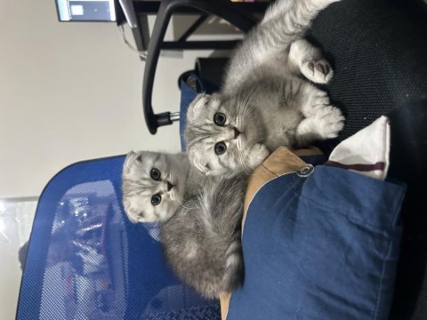 Minik kardeş kediler