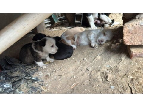 Oyuncu minik köpekler