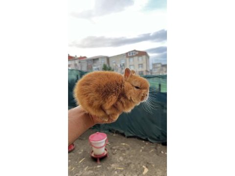 Hollanda cüce tavşan