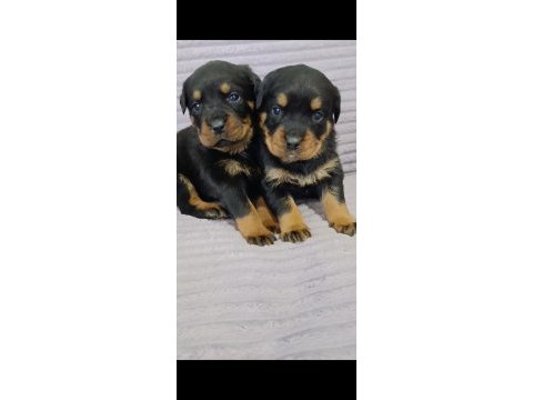 A plus kalite macar rottweiler yavrular