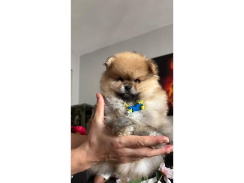 Pomeranian boo erkek köpeğimiz