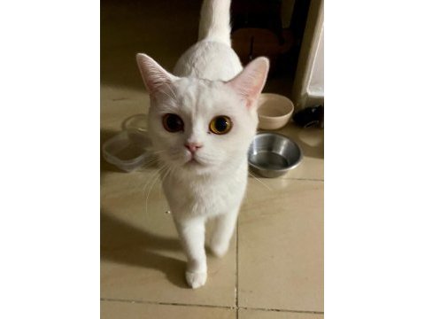 Kedimiz sevgili lily için yuva arıyoruz