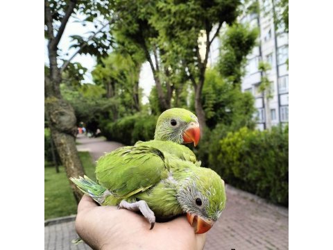 El besleme pakistan papağanlar