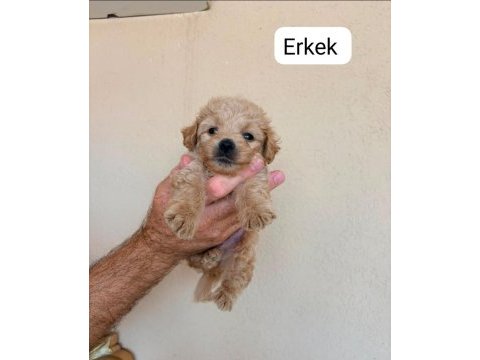 Tatlı mınık köpekler