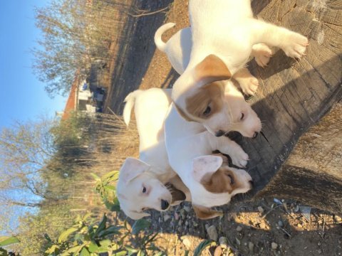 Kısa bacak safkan jack russell