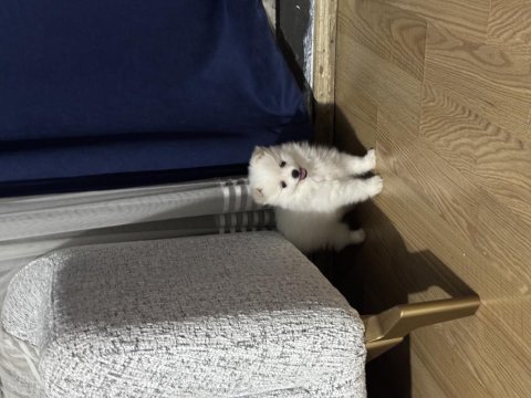 İki aylık dişi pomeranian spitz