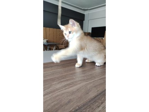 British shorthair golden shaded ny11 erkek yavru