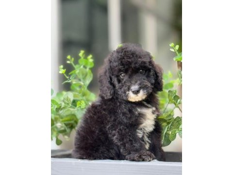 Orjinal labradoodle yavrularımız