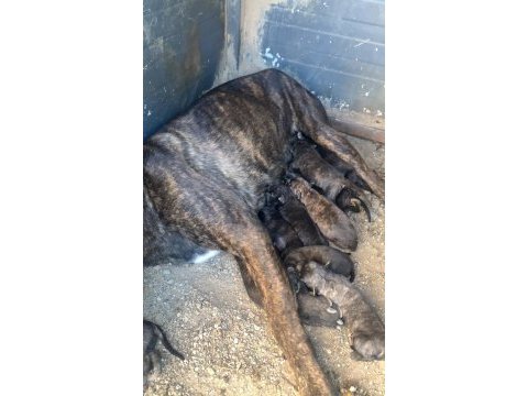 Presa canario yavrular bursa