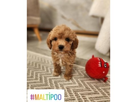 Maltipoo  yavrularımız 