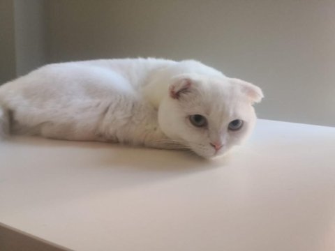 1 yaşında scottish shorthair