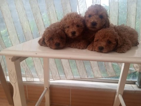 Toy poodle