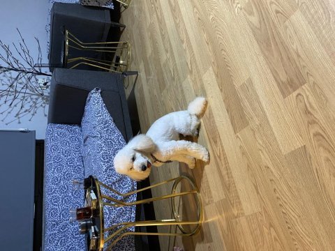 Orjinal toy poodle safkan şecereli