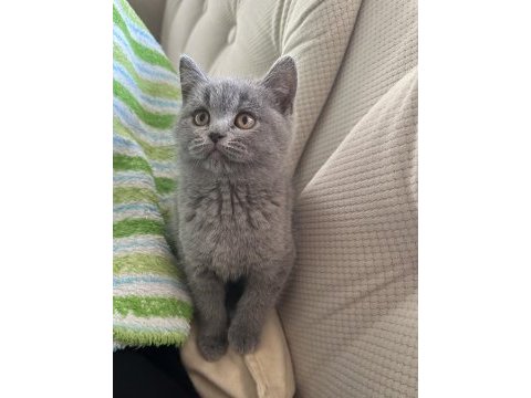 2 aylik dişi british shorthair