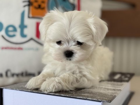 Petmode köpek çiftliğinde tea cup kore kan maltese