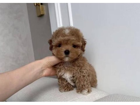 Toy poodle köpeği yavrular
