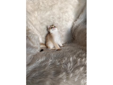 British shorthair golden oğlumuz