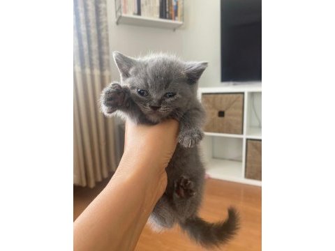Scottish fold yavru