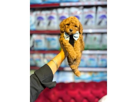 Güzel bebeklerim maltipoo