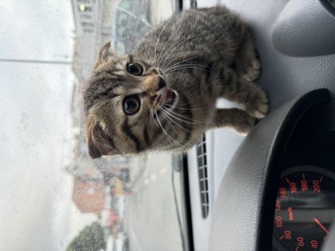 Anne bengal baba scottish fold