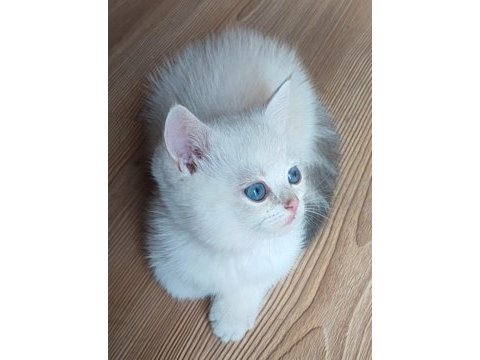 Şafkan british shorthair