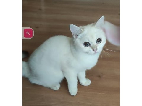 Safkan british shorthair