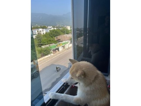 Şecereli akıta inu (hachiko)