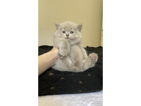 Safkan british longhair lilac solid son kızımız