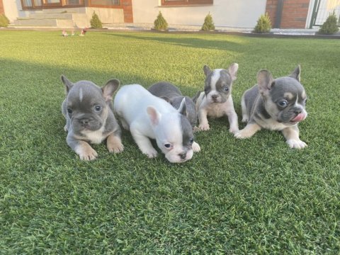 French bulldog dişi erkek yavrular